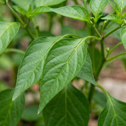 Mixed Pepper Seeds Variety for Garden Planting