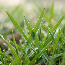 Lawn Grass Seeds for Garden and Landscape Use
