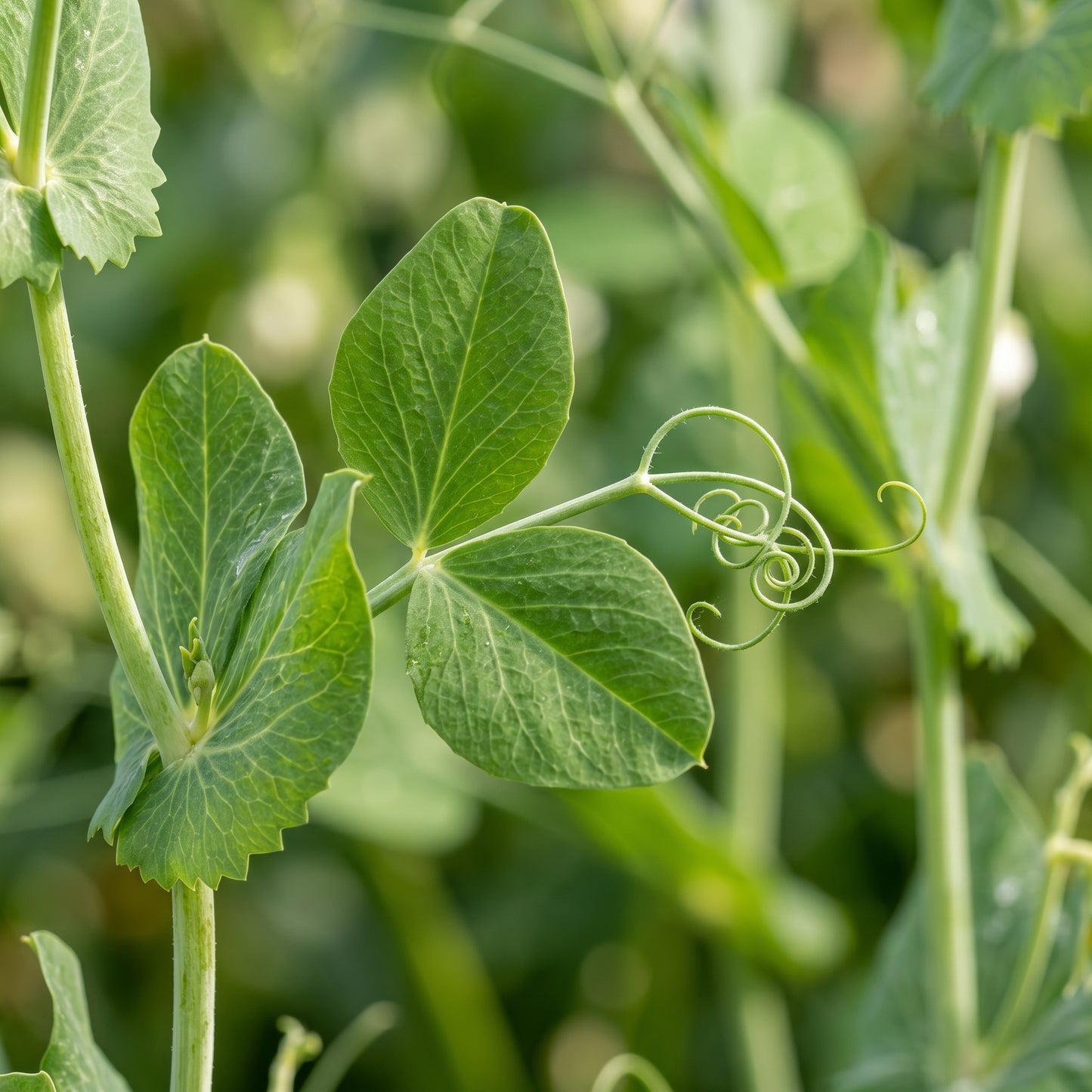 Snap Pea Seeds for Climbing Garden Plants
