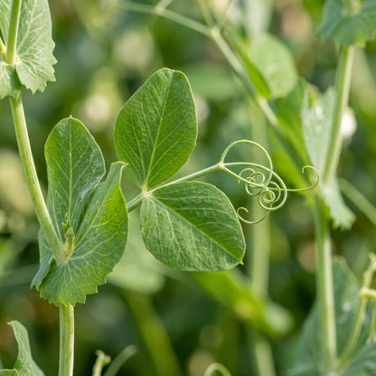 Snap Pea Seeds for Climbing Garden Plants