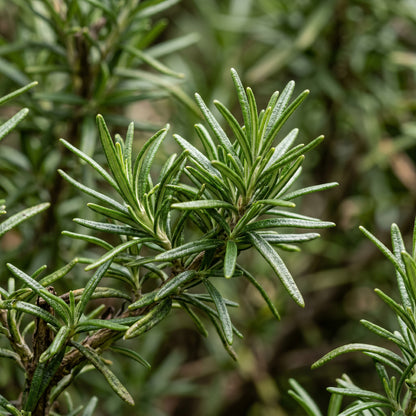Rosemary Seeds for Herb Garden Planting