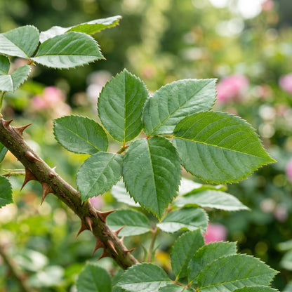 Mixed Rose Flower Seeds for Garden Decoration