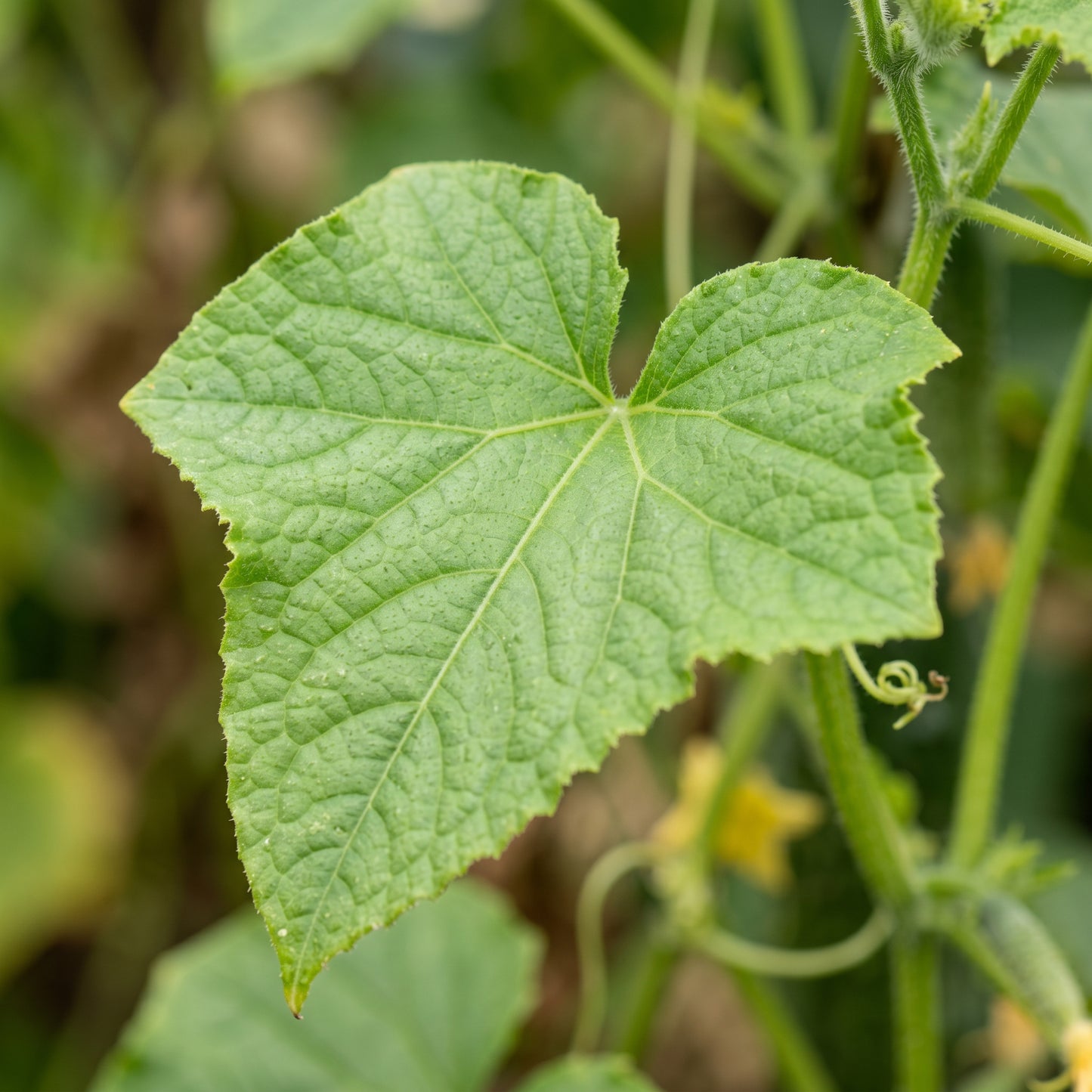 Straight Eight Cucumber Seeds for Garden Growing