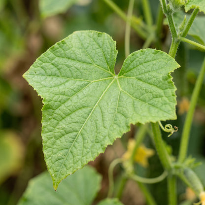 Straight Eight Cucumber Seeds for Garden Growing
