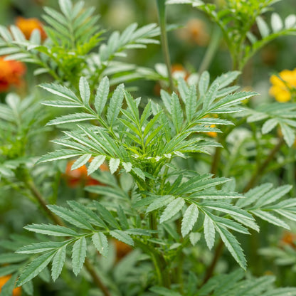 Mixed Marigold Seeds for Bright Flower Garden