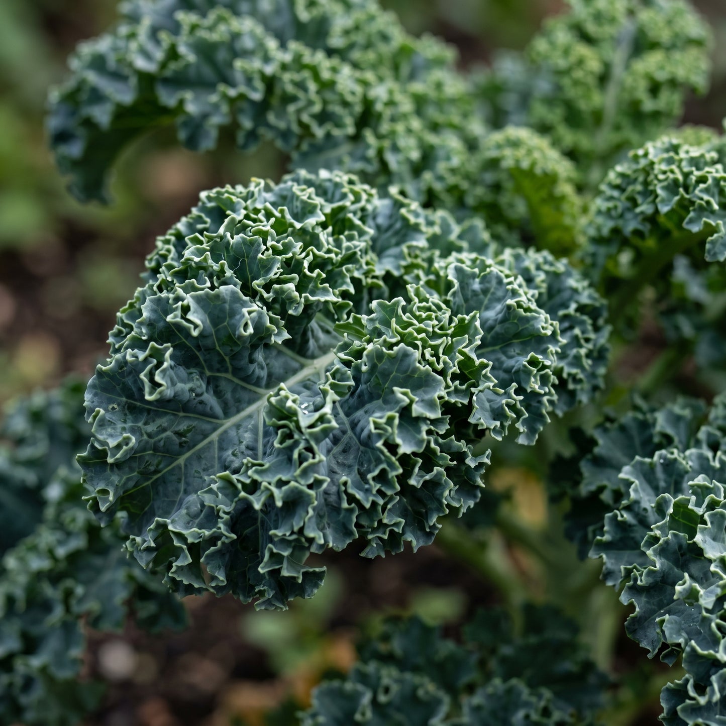 Kale Seeds Blue Scotch Curled for Garden Growing