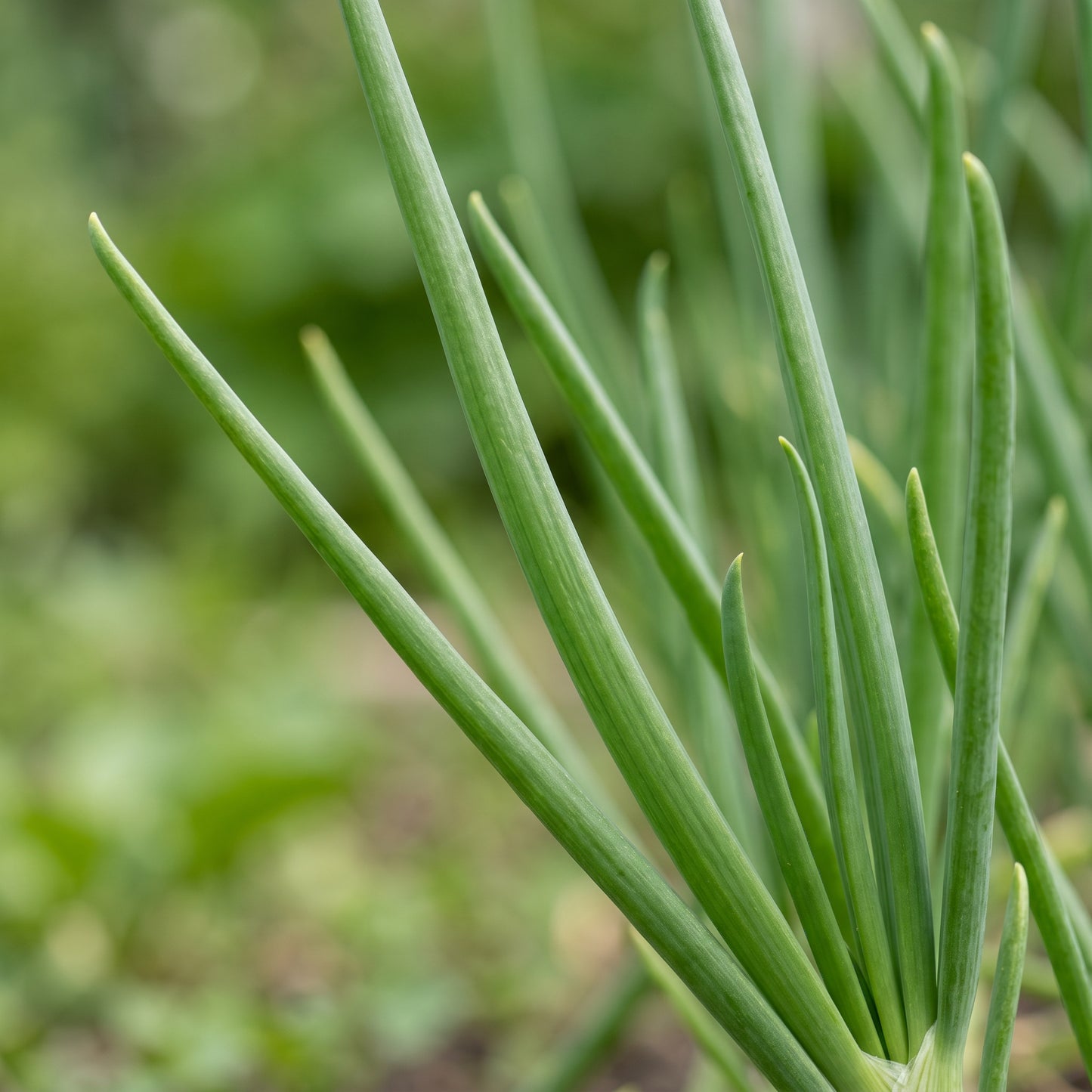 Onion Seeds White Sweet for Garden Growing