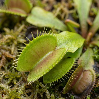Venus Flytrap Seeds for Indoor Plant Growing
