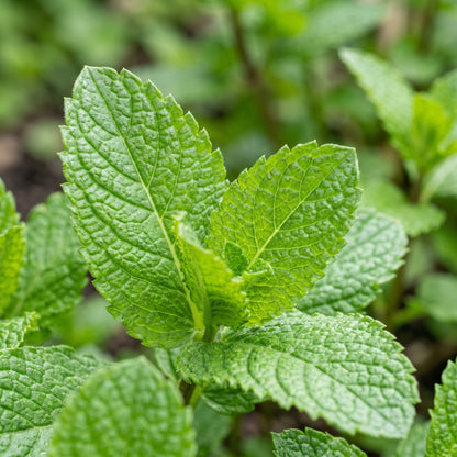 Mint Seeds for Kitchen Garden Planting