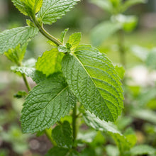 Mint Seeds for Kitchen Garden Planting
