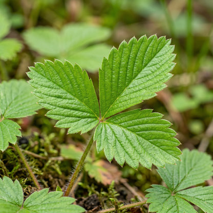 Alpine Strawberry Seeds for Garden Planting
