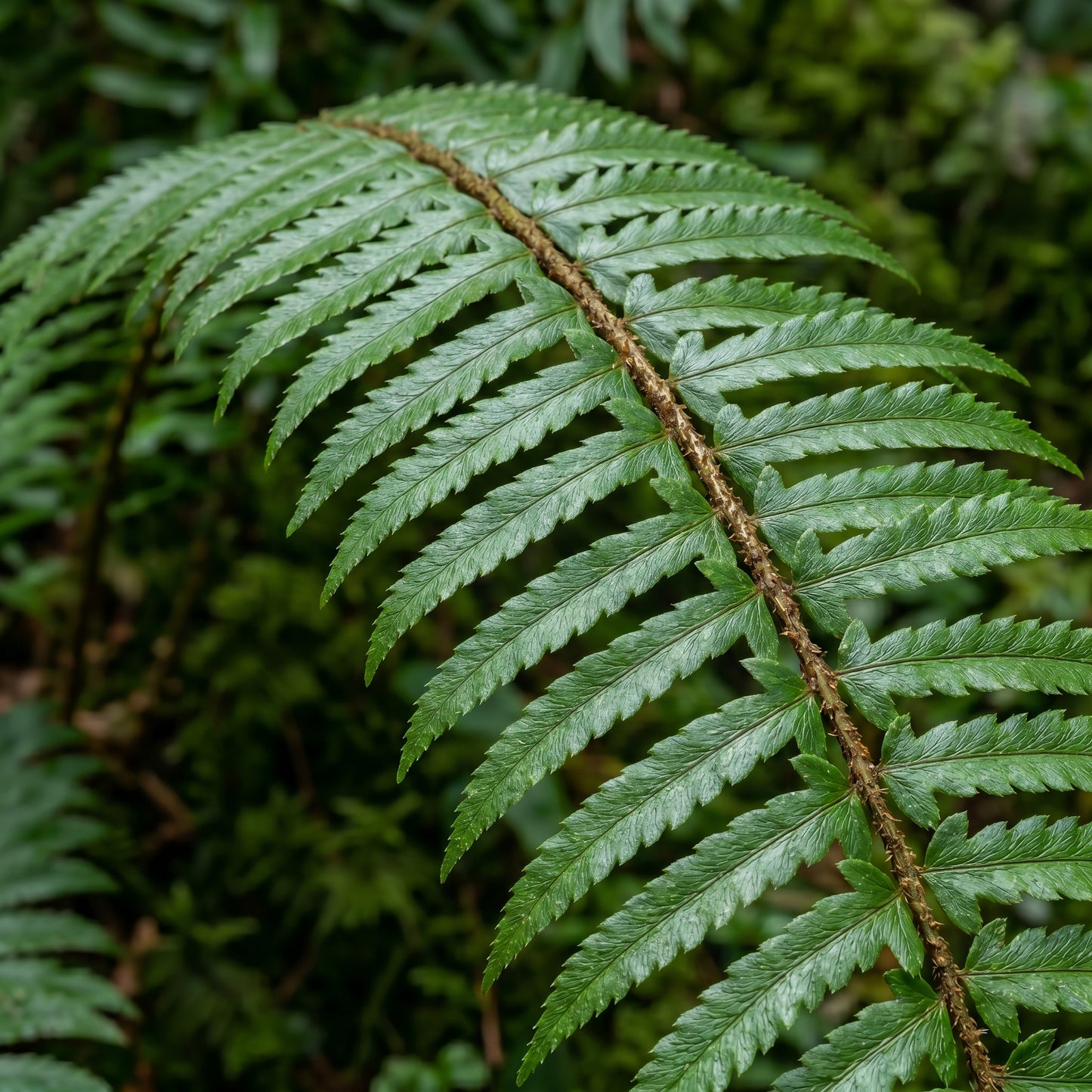 Western Swordfern Spores (Polystichum munitum) Fern Planting Material for Garden and Indoor Green Foliage