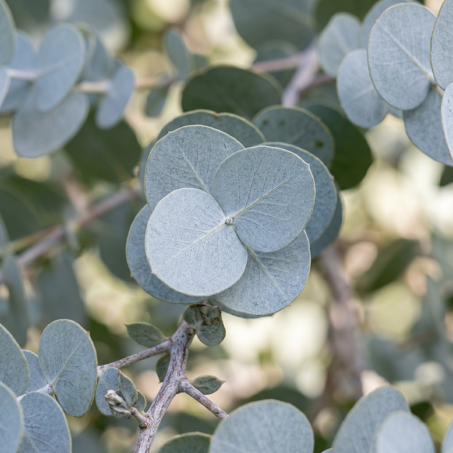 Argyle Apple Eucalyptus Seeds (Eucalyptus cinerea) Silver Foliage Tree for Garden and Container Growing