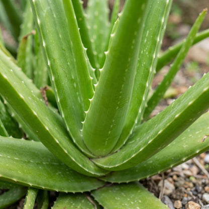 Aloe Vera Plant Seeds Green Variety for Indoor and Outdoor Succulent Growing