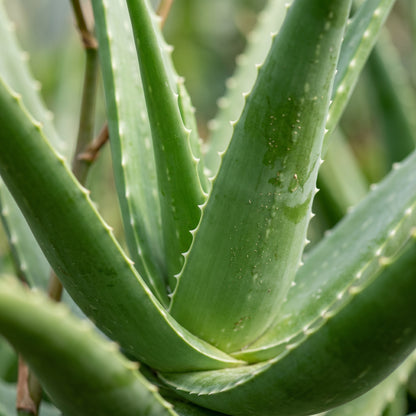 Aloe Vera Plant Seeds Green Variety for Indoor and Outdoor Succulent Growing