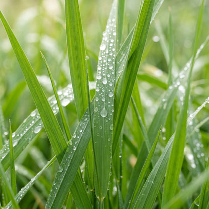 Tall Fescue Grass Seeds for Lawn and Landscape Growing