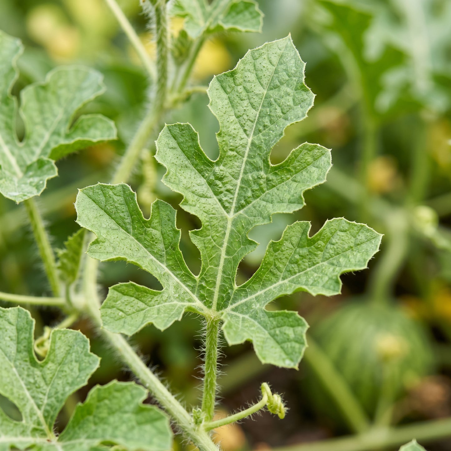 Watermelon Seeds Sweet Variety for Garden Fruit Growing