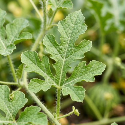 Watermelon Seeds Sweet Variety for Garden Fruit Growing