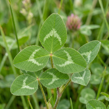 Red Clover Seeds (Trifolium pratense) Flower Plant for Garden Growing