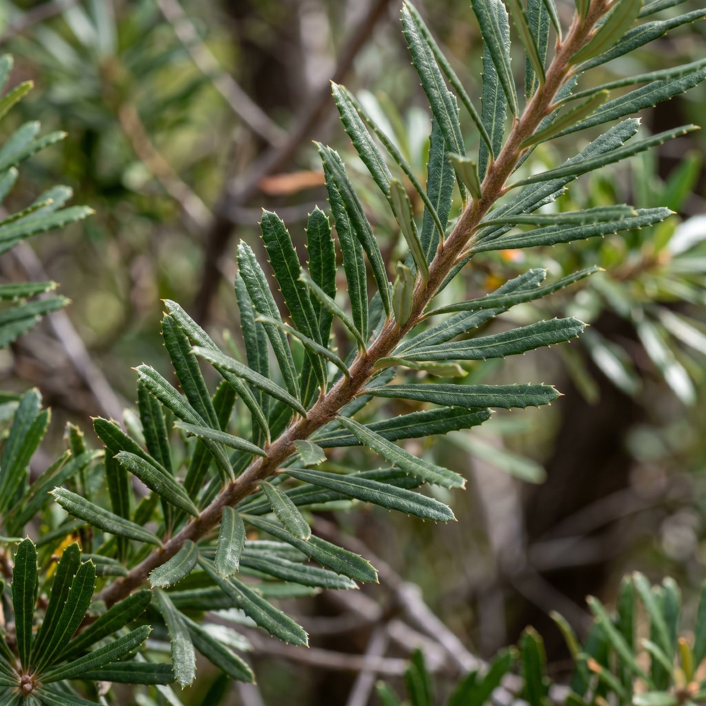 Banksia Seeds Hairpin Variety for Garden Planting