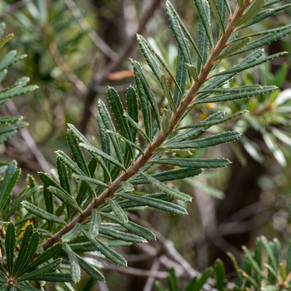 Banksia Seeds Hairpin Variety for Garden Planting