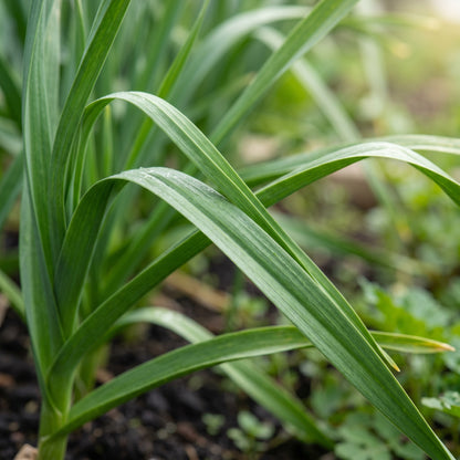 Garlic Cloves for Kitchen Garden Growing
