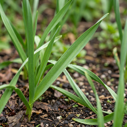Garlic Cloves for Kitchen Garden Growing