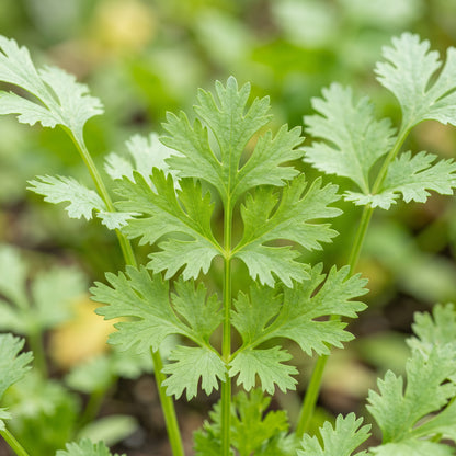 Coriander Seeds for Herb Garden Planting