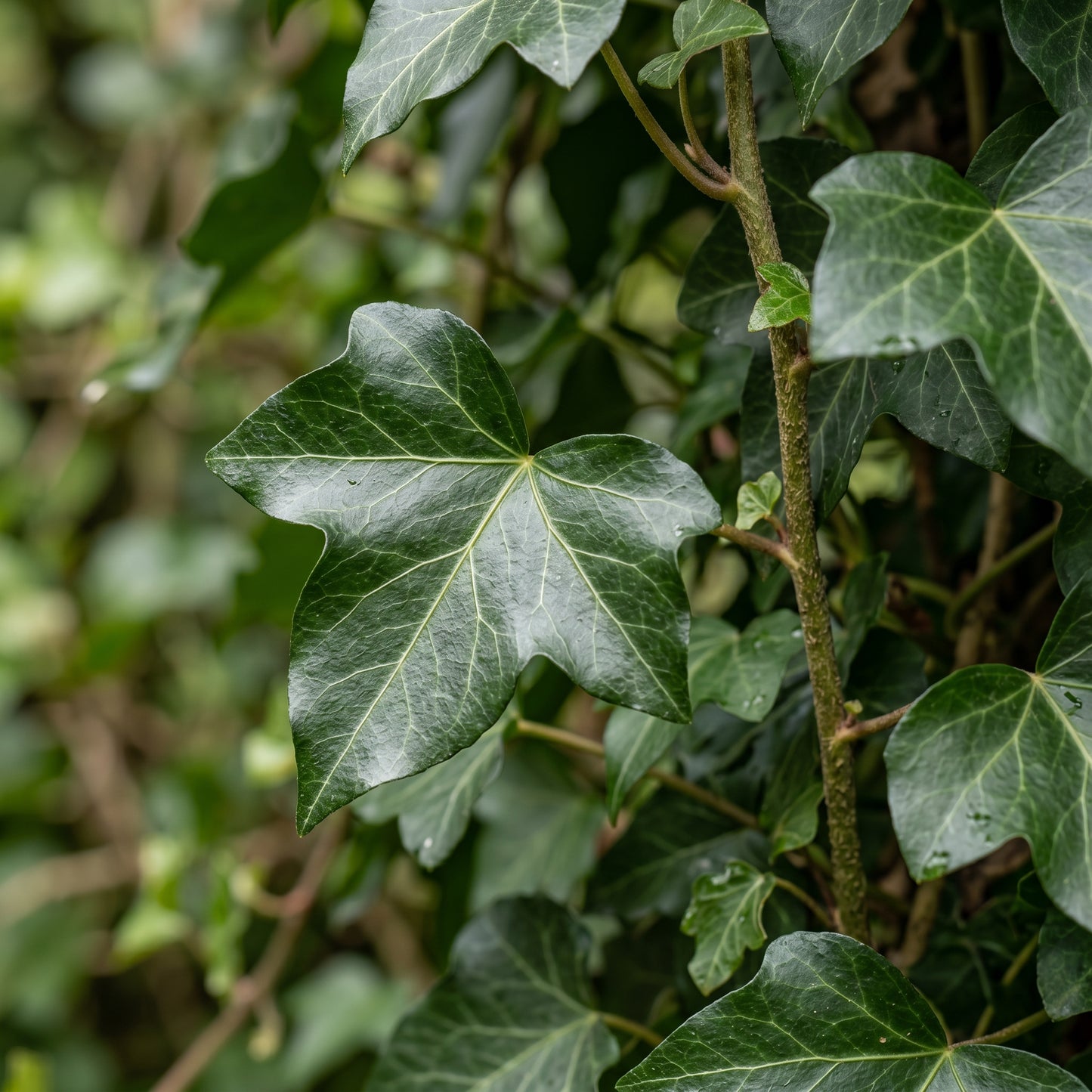 English Ivy Seeds for Indoor and Outdoor Planting