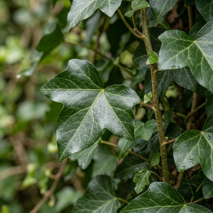 English Ivy Seeds for Indoor and Outdoor Planting