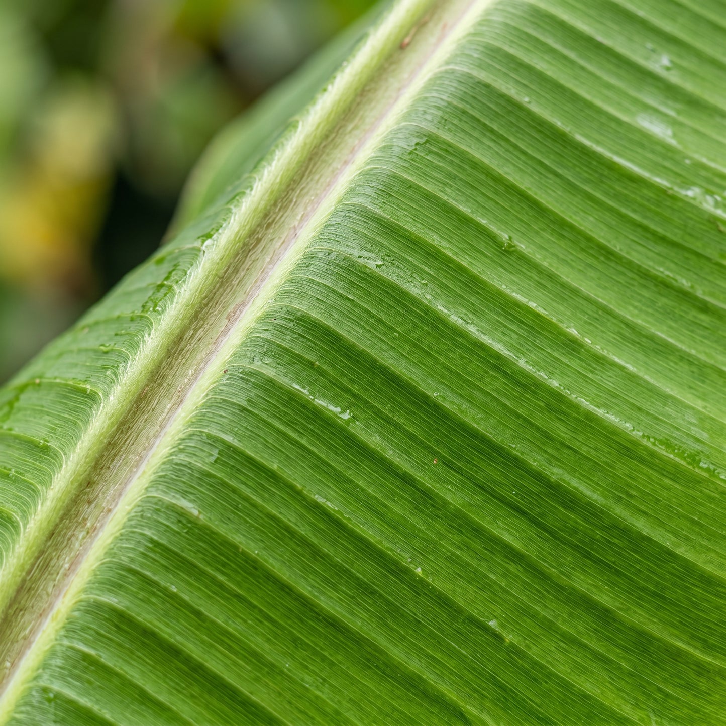 Banana Seeds Plant for Tropical Garden Growing