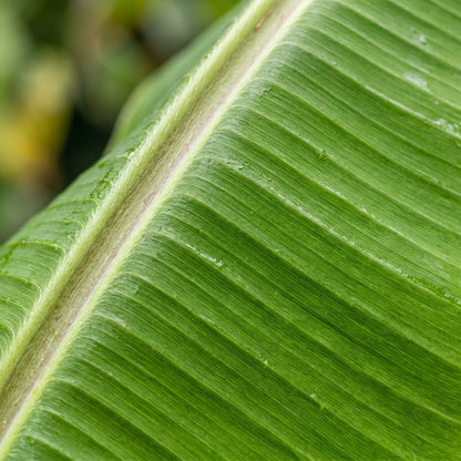 Banana Seeds Plant for Tropical Garden Growing