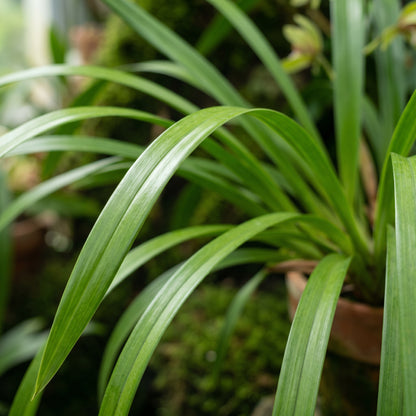 Cymbidium Orchid Seeds Flower Plant for Garden Growing