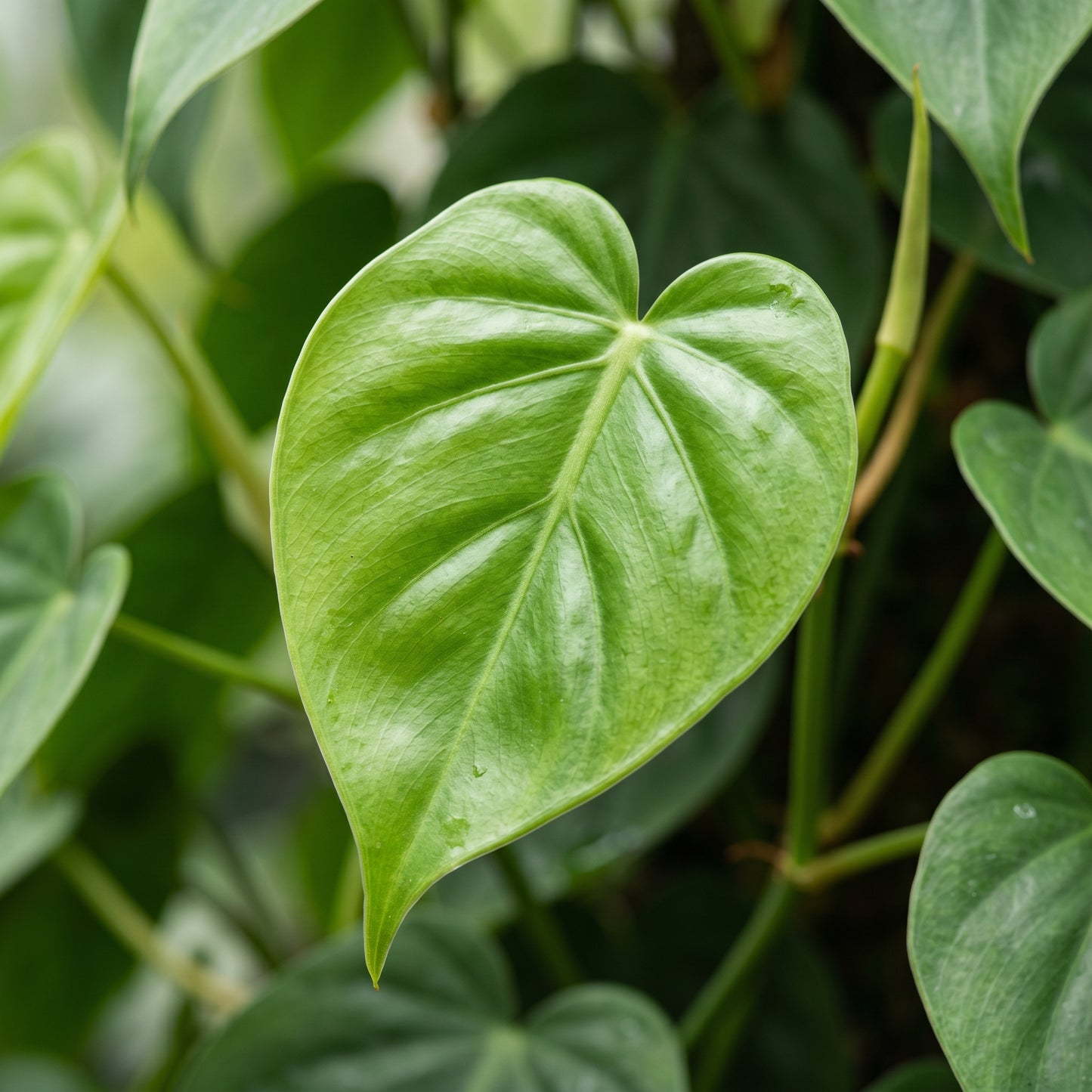 Philodendron Seeds Indoor Plant for Home Growing