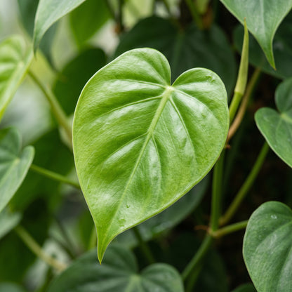 Philodendron Seeds Indoor Plant for Home Growing