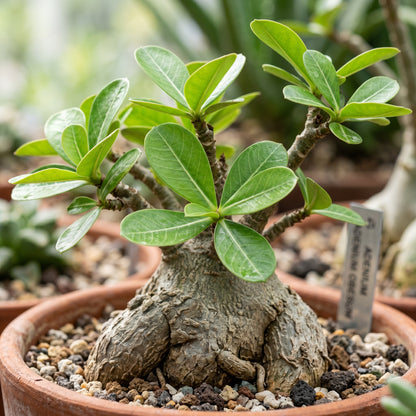 Desert Rose Seeds Flower Plant for Garden Growing