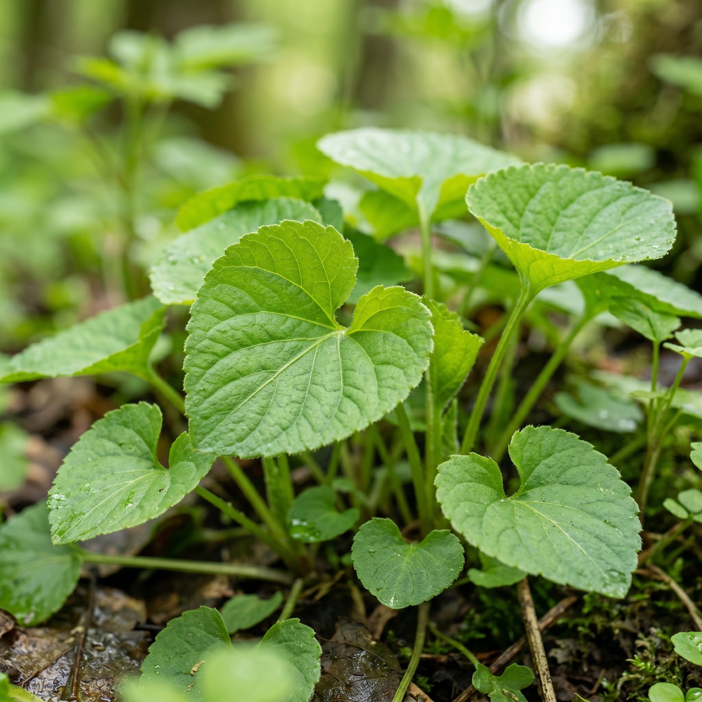 Violet Seeds Flower Plant for Garden Growing