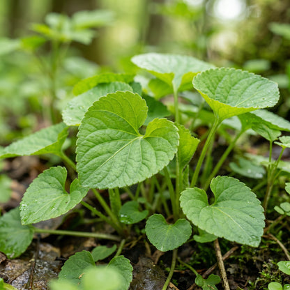 Violet Seeds Flower Plant for Garden Growing