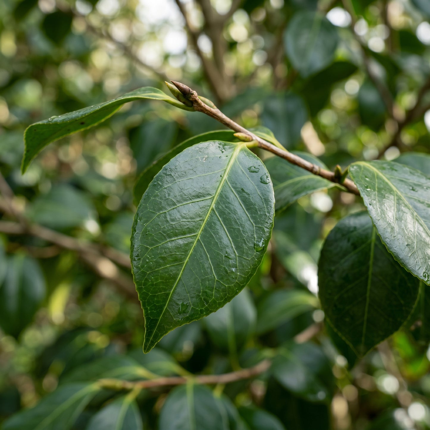 Camellia Seeds Flower Shrub for Garden Growing
