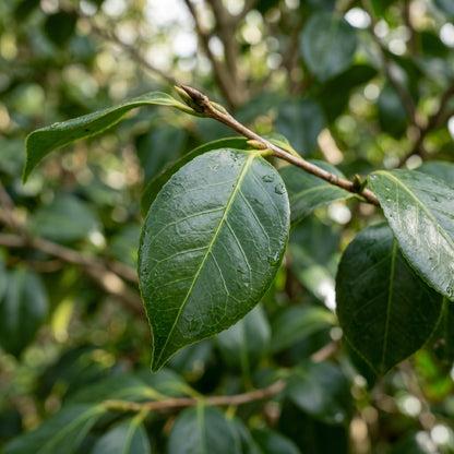 Camellia Seeds Flower Shrub for Garden Growing