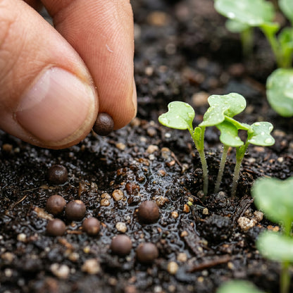 Broccoli Seeds Vegetable Plant for Garden Growing