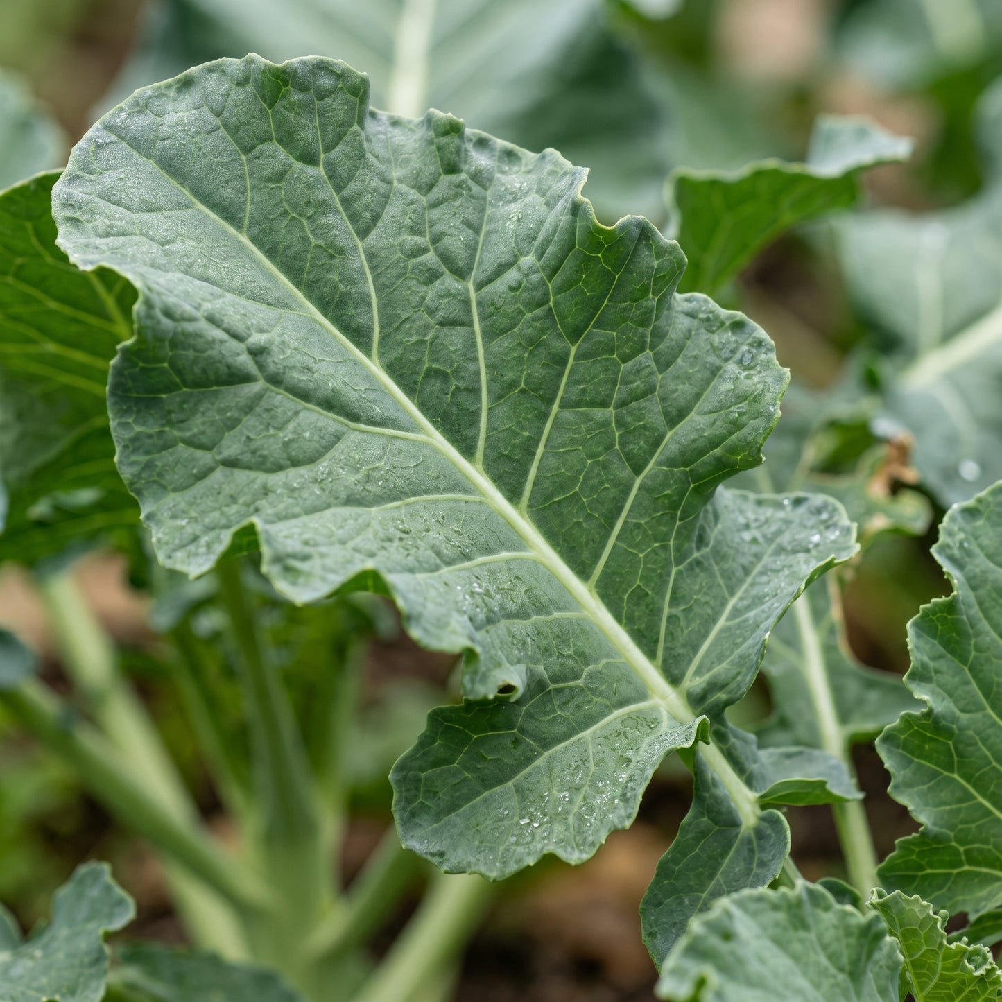 Broccoli Seeds Vegetable Plant for Garden Growing