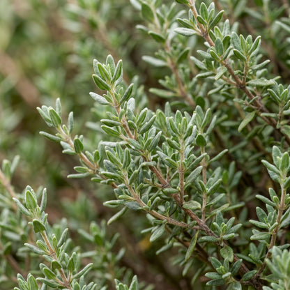 Thyme Seeds Herb Plant for Garden Growing