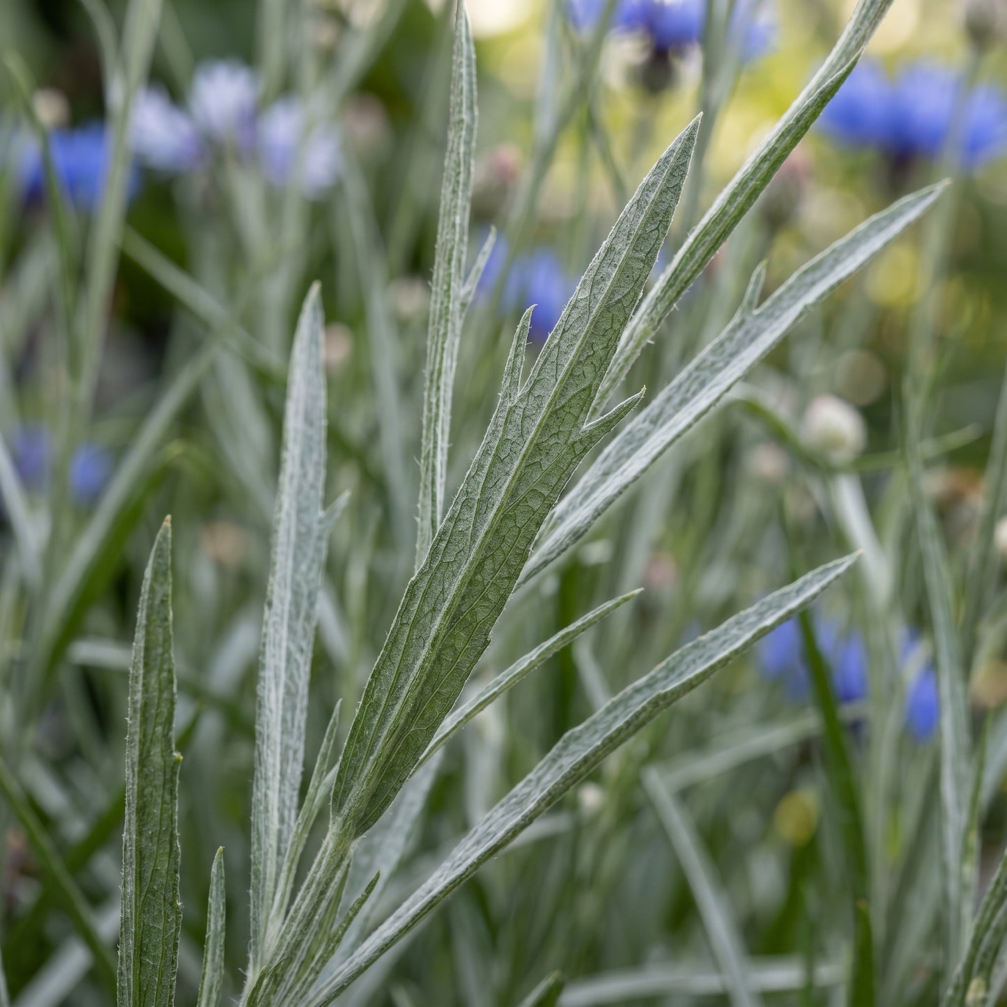 Cornflower Seeds Flower Plant for Garden Growing