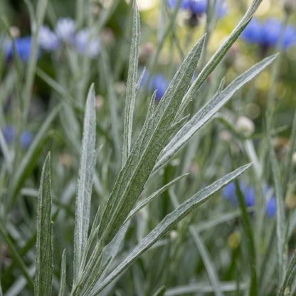 Cornflower Seeds Flower Plant for Garden Growing