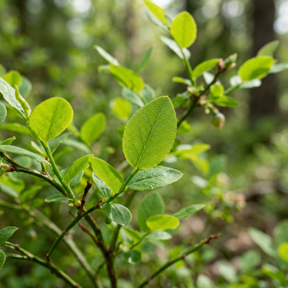 Blueberry Seeds Fruit Plant for Garden Growing