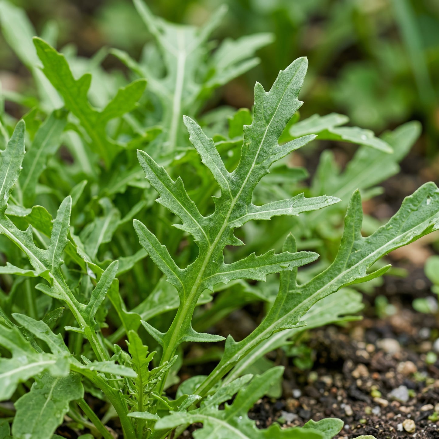 Arugula Seeds Leafy Vegetable for Garden Growing
