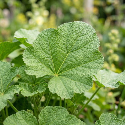 Hollyhock Seeds Flower Plant for Garden Growing
