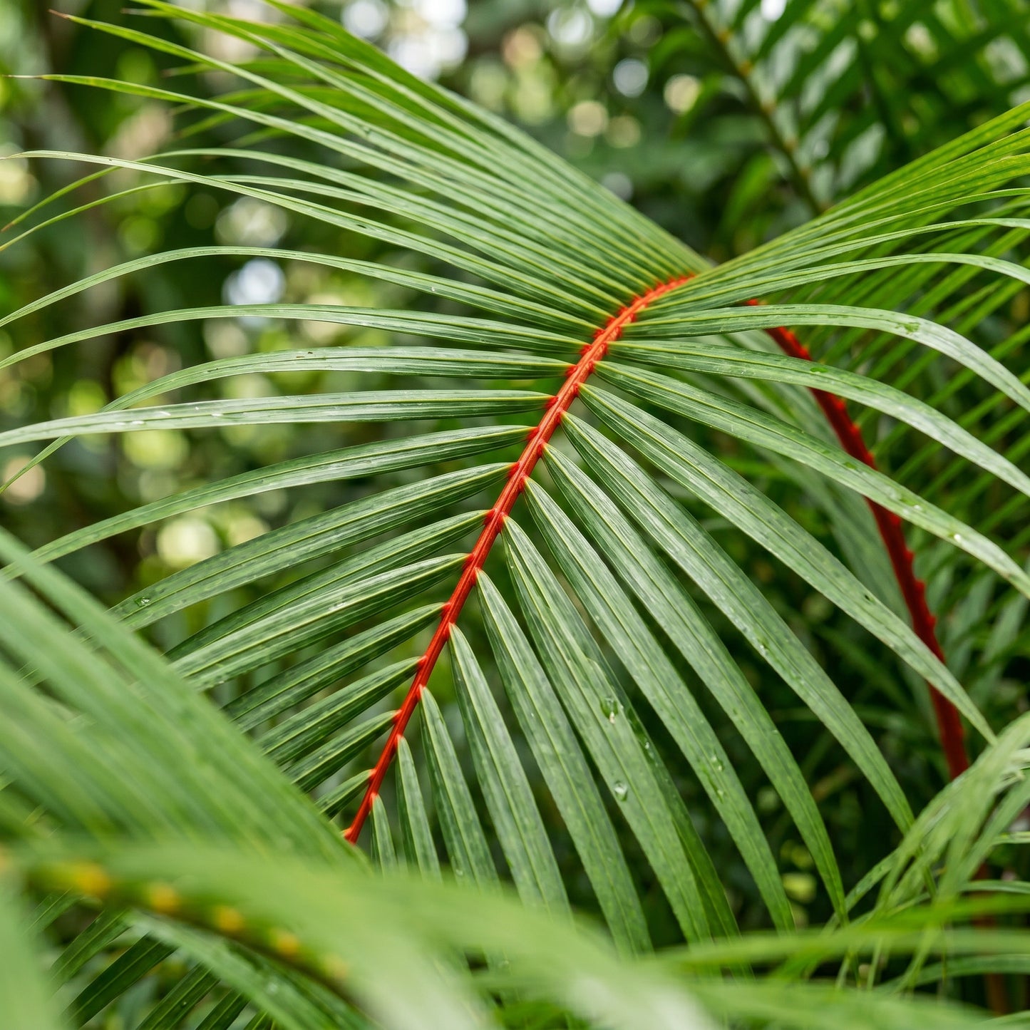 Red Palm Seeds for Garden and Landscape Planting