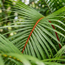 Red Palm Seeds for Garden and Landscape Planting